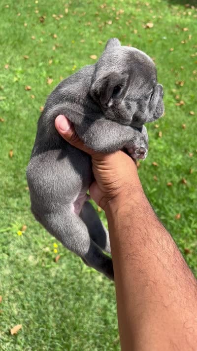 Hulk, a male French Bulldog for sale in Paulsboro, NJ – 6 of 6