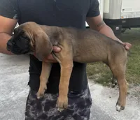 Neilys Cazorla, a male Cane Corso for sale in Okeechobee, FL – Photo 7 of 10