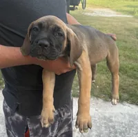 Neilys Cazorla, a male Cane Corso for sale in Okeechobee, FL – Photo 3 of 10