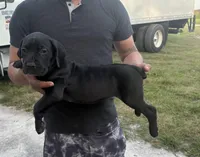 Neilys Cazorla, a male Cane Corso for sale in Okeechobee, FL – Photo 4 of 10