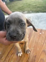 Neilys Cazorla, a male Cane Corso for sale in Okeechobee, FL – Photo 9 of 10