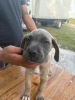 Neilys Cazorla, a male Cane Corso for sale in Okeechobee, FL – Photo 10 of 10