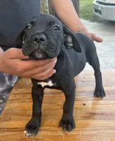 Neilys Cazorla, a male Cane Corso for sale in Okeechobee, FL – Photo 6 of 10