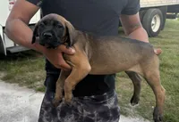 Neilys Cazorla, a male Cane Corso for sale in Okeechobee, FL – Photo 2 of 10