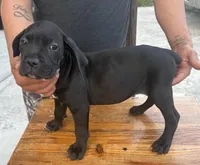 Neilys Cazorla, a male Cane Corso for sale in Okeechobee, FL – Photo 5 of 10