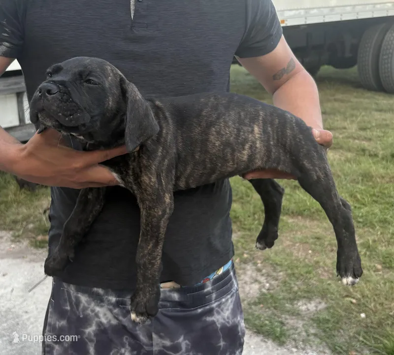 Neilys Cazorla – Cane Corso puppy for sale in Okeechobee, FL