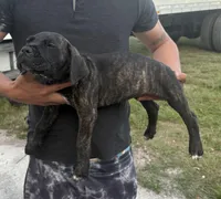 Neilys Cazorla, a male Cane Corso for sale in Okeechobee, FL – Photo 1 of 10