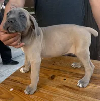 Neilys Cazorla, a male Cane Corso for sale in Okeechobee, FL – Photo 8 of 10