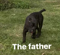 Cane Corso, a female Cane Corso for sale in Okeechobee, FL – 10 of 10
