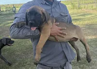 Cane Corso Puppies , a female Cane Corso for sale in Okeechobee, FL – 3 of 10