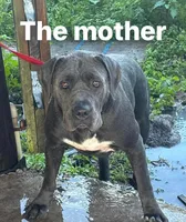 Cane Corso Puppies , a female Cane Corso for sale in Okeechobee, FL – 4 of 10