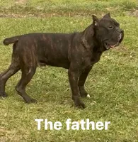 Cane Corso Puppies , a female Cane Corso for sale in Okeechobee, FL – 7 of 10