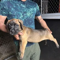 Cane Corso, a female Cane Corso for sale in Okeechobee, FL – 4 of 10