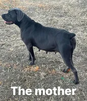 Cane Corso, a female Cane Corso for sale in Okeechobee, FL – 7 of 10