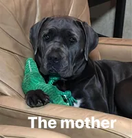 Cane Corso Puppies , a female Cane Corso for sale in Okeechobee, FL – 5 of 10