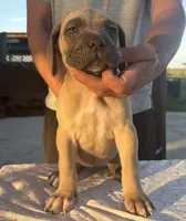 Neilys Cazorla, a female Cane Corso for sale in Okeechobee, FL – Photo 5 of 10