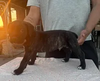 Neilys Cazorla, a female Cane Corso for sale in Okeechobee, FL – Photo 8 of 10