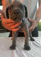 Neilys Cazorla, a female Cane Corso for sale in Okeechobee, FL – Photo 1 of 10