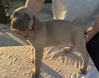 Neilys Cazorla, a female Cane Corso for sale in Okeechobee, FL – Photo 7 of 10