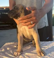 Neilys Cazorla, a female Cane Corso for sale in Okeechobee, FL – Photo 6 of 10