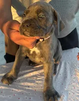 Neilys Cazorla, a female Cane Corso for sale in Okeechobee, FL – Photo 2 of 10