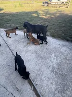 Cane Corso Puppies , a female Cane Corso for sale in Okeechobee, FL – 10 of 10