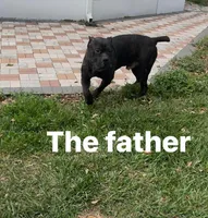 Cane Corso Puppies , a female Cane Corso for sale in Okeechobee, FL – 9 of 10