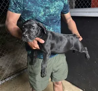 Cane Corso, a female Cane Corso for sale in Okeechobee, FL – 2 of 10