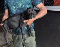 Cane Corso, a female Cane Corso for sale in Okeechobee, FL – 1 of 10