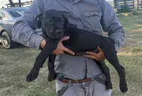 Cane Corso Puppies , a female Cane Corso for sale in Okeechobee, FL – 2 of 10