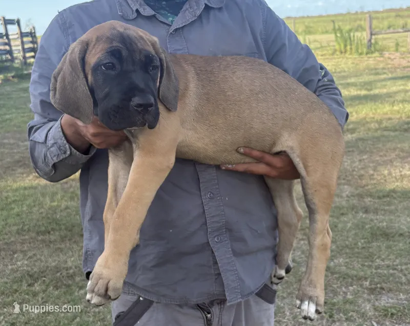 Cane Corso Puppies  – Cane Corso puppy for sale in Okeechobee, FL
