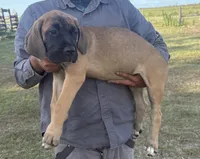 Cane Corso Puppies , a female Cane Corso for sale in Okeechobee, FL – 1 of 10