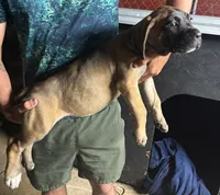 Cane Corso, a female Cane Corso for sale in Okeechobee, FL – 3 of 10