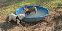 RUBY, a female Boston Terrier for sale in Weatherford, TX – 2 of 5
