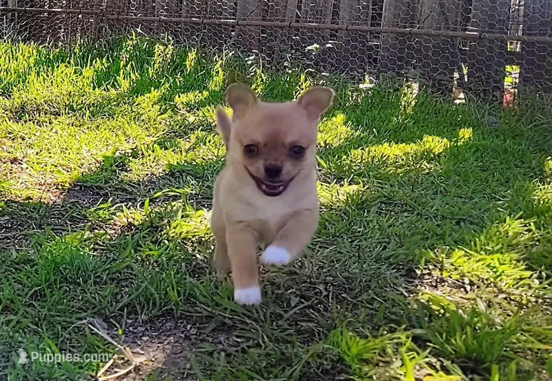 Lil Kip – Chihuahua puppy for sale in Weatherford, TX