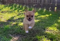 Lil Kip, a male Chihuahua for sale in Weatherford, TX – Photo 1 of 10