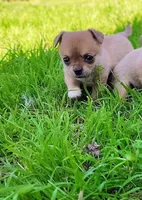 Lil Kip, a male Chihuahua for sale in Weatherford, TX – Photo 5 of 10