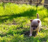 Lil Kip, a male Chihuahua for sale in Weatherford, TX – Photo 3 of 10