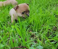 Lil Kip, a male Chihuahua for sale in Weatherford, TX – Photo 8 of 10
