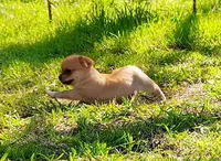 Lil Kip, a male Chihuahua for sale in Weatherford, TX – Photo 4 of 10