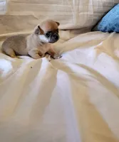 Lil Kip, a male Chihuahua for sale in Weatherford, TX – Photo 6 of 10