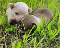 Pippin, a male Chihuahua for sale in Weatherford, TX – Photo 2 of 4