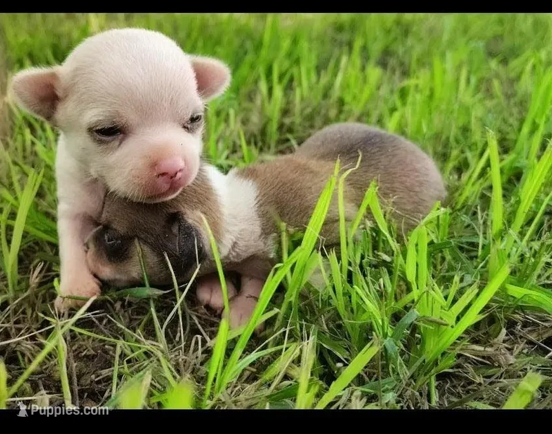 Pippin – Chihuahua puppy for sale in Weatherford, TX