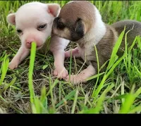 Pippin, a male Chihuahua for sale in Weatherford, TX – Photo 3 of 4