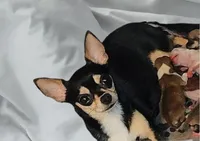 Pippin, a male Chihuahua for sale in Weatherford, TX – Photo 4 of 4