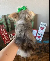 Sweet Mom or Pet, a female Yorkshire Terrier for sale in Weatherford, TX – 3 of 3