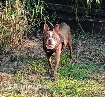 RUBY – Boston Terrier puppy for sale in Weatherford, TX