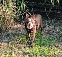 RUBY, a female Boston Terrier for sale in Weatherford, TX – 1 of 5
