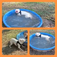 YETI, a male Boston Terrier for sale in Weatherford, TX – 2 of 2