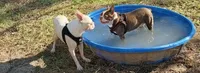 RUBY, a female Boston Terrier for sale in Weatherford, TX – 4 of 5